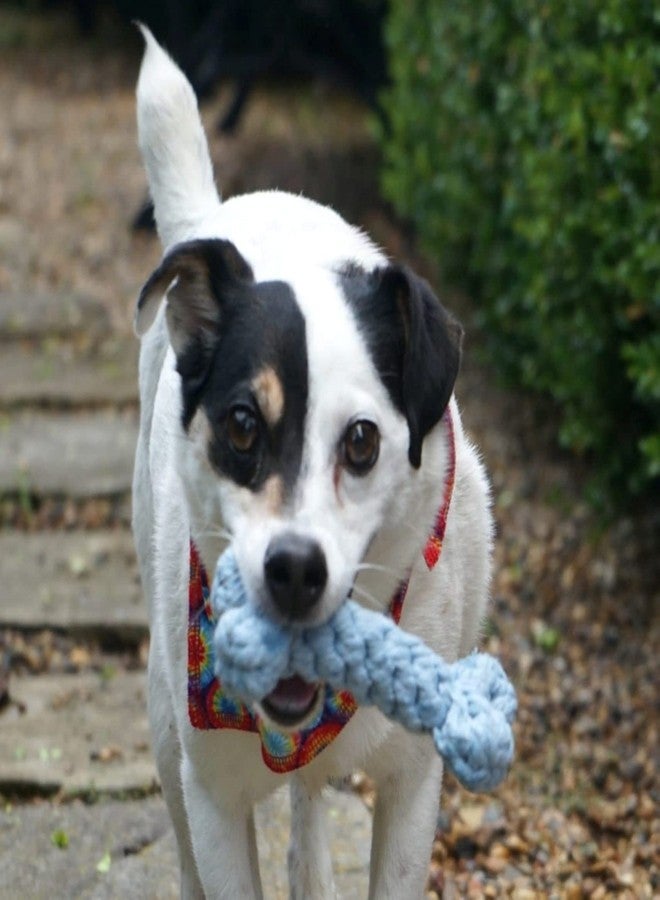 Fun Affairs Cotton Rope Toy for Small, Medium Dog | Bone Shaped Rope Toy, 1 PC (Color May Vary) - Image 5